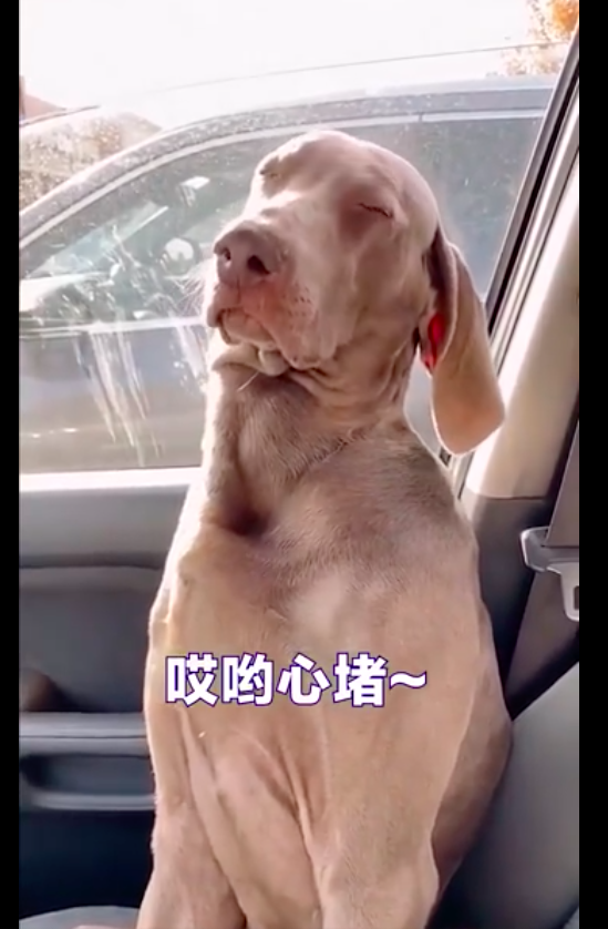 假期開車帶狗出去玩遇上堵車，狗狗在車裡等得都睡著了：心堵啊