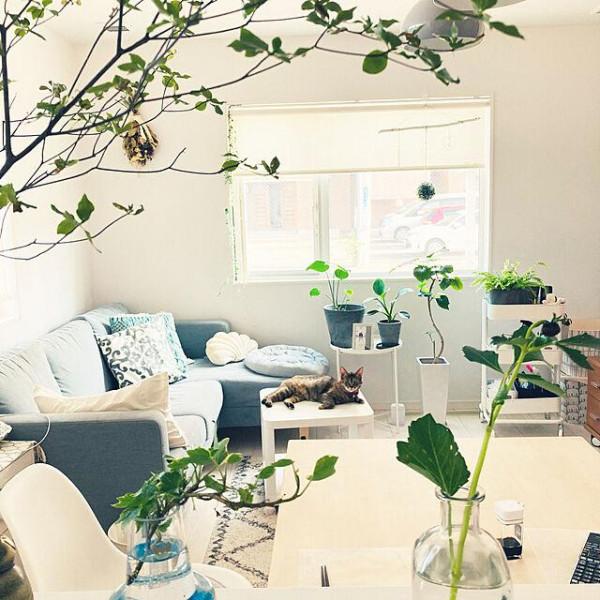 乾淨整潔的白色房間，配上不同品種，不同大小的綠植，效果大不同