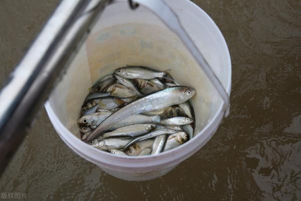 麥鯪侵入南方水系，30年成“珠江一哥”，真比羅非魚還難纏？