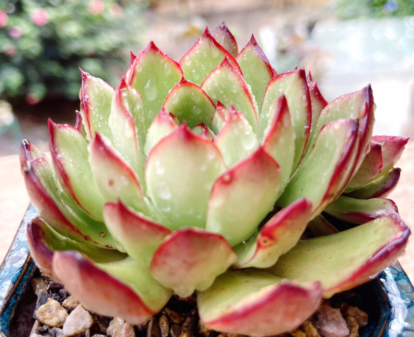 4種花天生“窮命”,越虐長得越壯實,適合新手養 4種花天生“窮命”,越虐長得越壯實,適合新手養