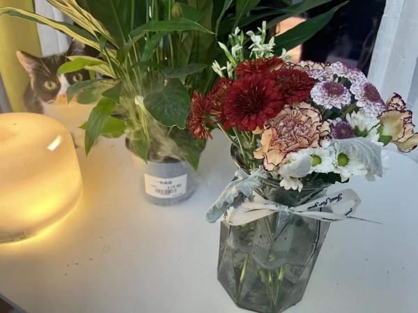 貓咪和女人註定是冤家