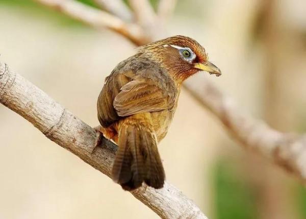分享鳥類圖片-畫眉鳥