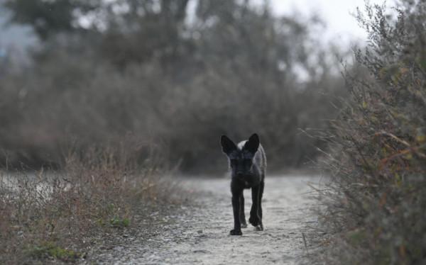 北京妙峰山偶遇“銀狐”,專家表示:或非野生動物 北京妙峰山偶遇“銀狐”,專家表示:或非野生動物