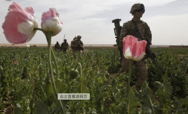 美國:世界最大的“毒販”,種植了全球80%的罌粟,每年獲暴利 美國:世界最大的“毒販”,種植了全球80%的罌粟,每年獲暴利