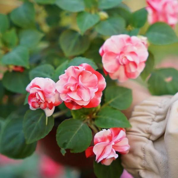 分享圖片，重瓣鳳仙花