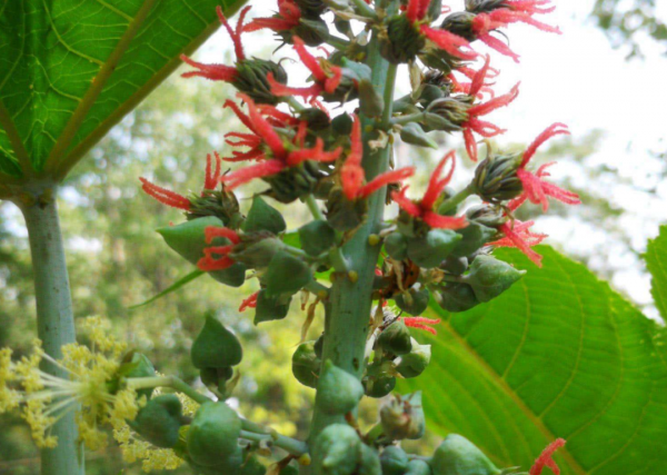 蓖麻在中國農村很常見，為什麼會被美國列為國家機密與戰略物資？