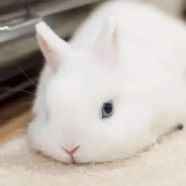 軟糯可愛的小兔兔，毛絨絨治癒力超強