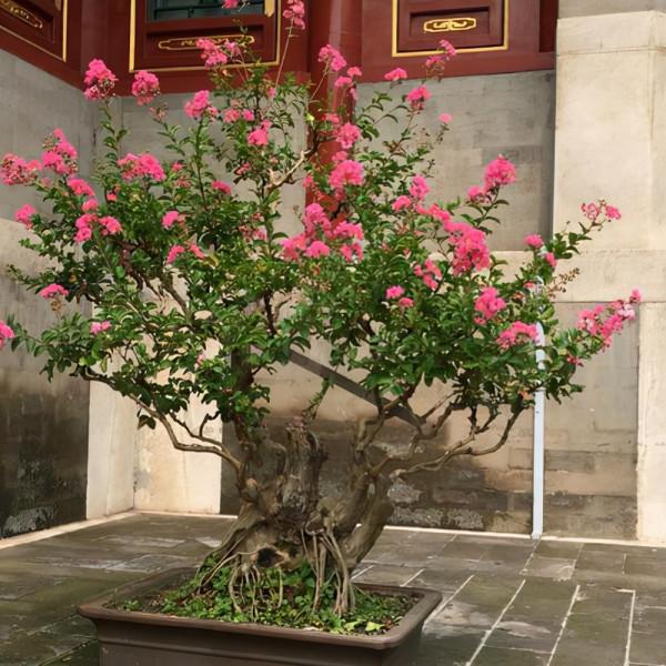 能養成老樁的“7種花”,吉祥大氣“生長年限長”,越養越喜歡 能養成老樁的“7種花”,吉祥大氣“生長年限長”,越養越喜歡