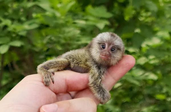 乒乓球大小,可以放在手裡盤,世界上最小的猴子你見過嗎? 乒乓球大小,可以放在手裡盤,世界上最小的猴子你見過嗎?