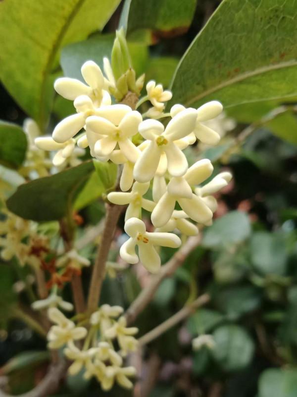 顯擺也許是人的一種本能