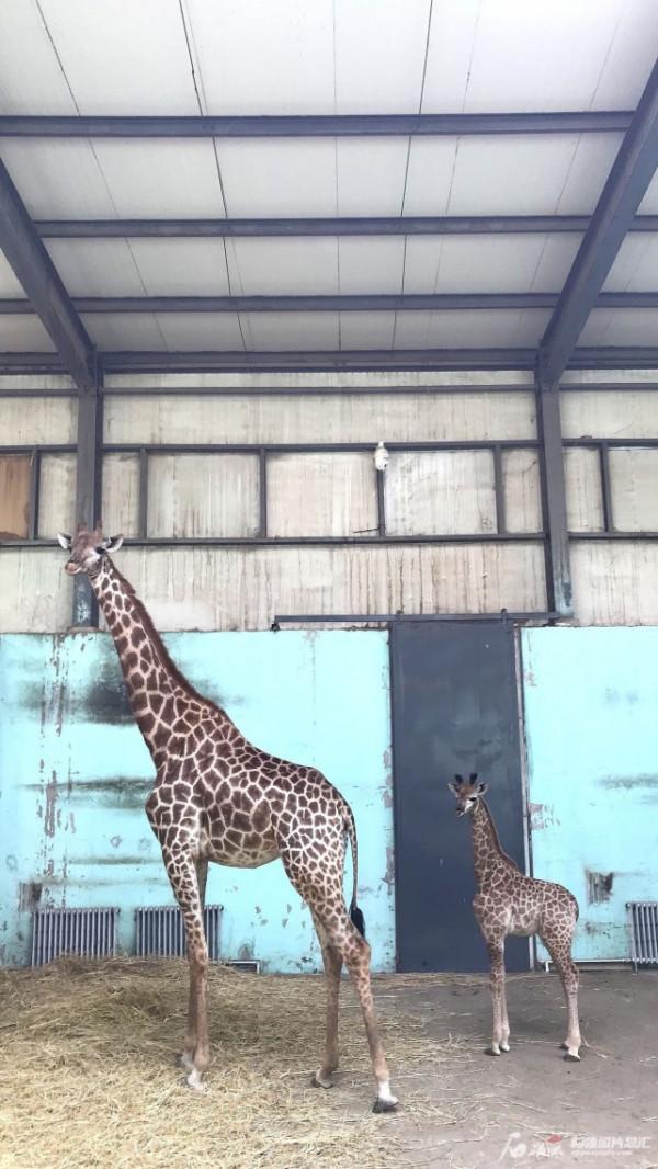首次繁育成功！新疆天野兩隻長頸鹿寶寶將在國慶節期間亮相