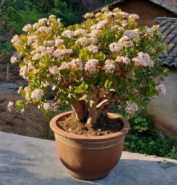 天氣冷氣溫低,這9種花要“幹養”,少澆水才不易受凍和爛根 天氣冷氣溫低,這9種花要“幹養”,少澆水才不易受凍和爛根