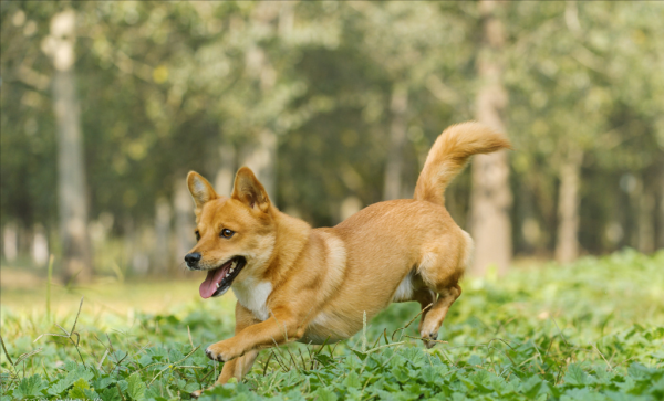 這3種狗是“養狗首選”，不僅便宜還好養活