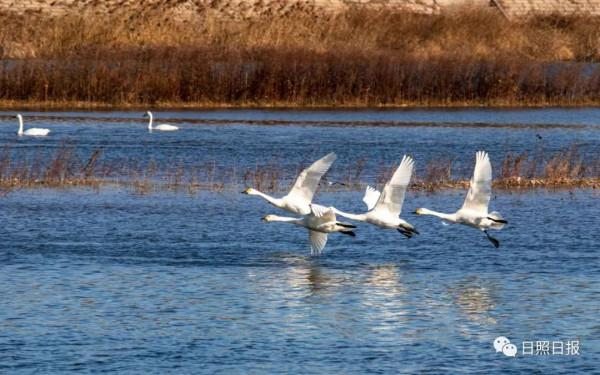 日照 · 冬 · “溼地精靈”​ 日照 · 冬 · “溼地精靈”​