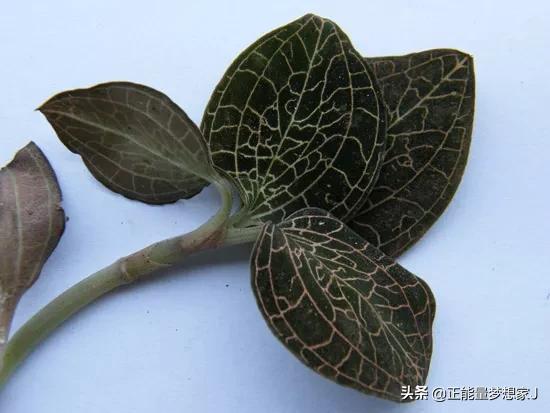 農村種植金線連跟山裡的不一樣 農村種植金線連跟山裡的不一樣