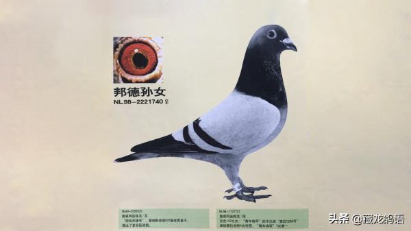 鴿眼視團入門篇 鴿眼視團入門篇