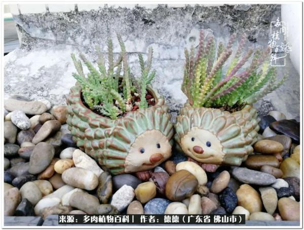 廣東的多肉陽臺:生命不息,折騰不止 廣東的多肉陽臺:生命不息,折騰不止
