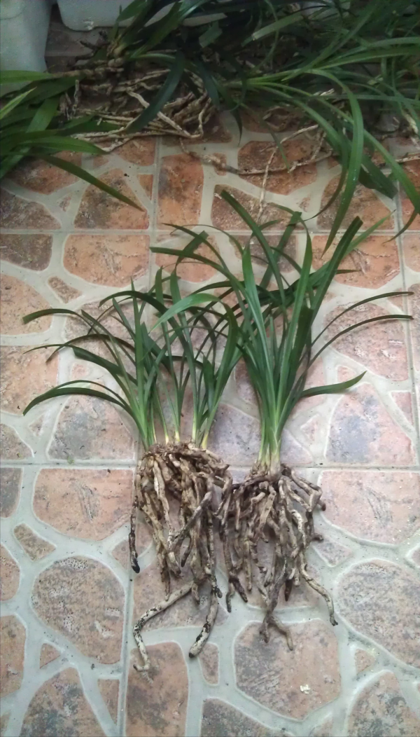 養蘭花換盆如何選擇植料,老花匠教你一招,有效防止僵苗 養蘭花換盆如何選擇植料,老花匠教你一招,有效防止僵苗