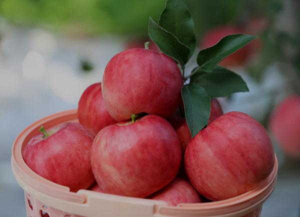 吃蘋果有哪些好處？怎麼吃才更好？