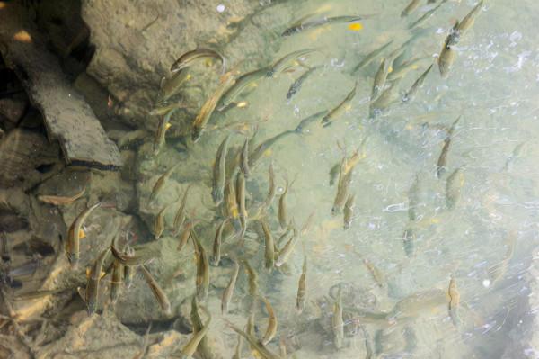 七小孔瀑布與瀑布之間生存的小魚兒