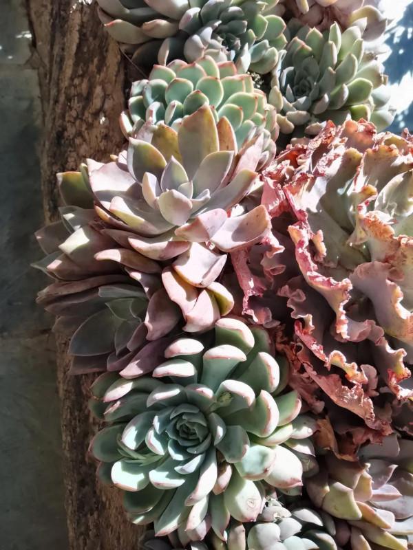 旅行素描：靠蒼山擁洱海的大理（3）