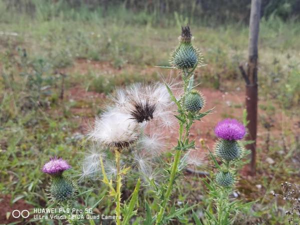 草本植物—飛廉