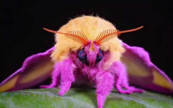 66張圖片帶你看看，那些有著驚豔“顏值”的動物