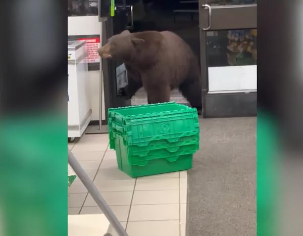 美國棕熊闖便利店 進門取洗手液消毒 網友：這是要成精
