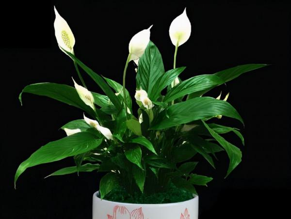 寓意一帆風順的室內觀葉植物-植物非試管高效快繁白掌 寓意一帆風順的室內觀葉植物-植物非試管高效快繁白掌