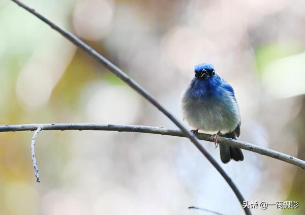 校園候鳥季之——高畫質唯美的小仙鶲