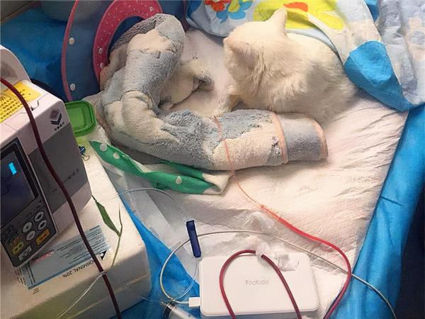 貓得了貧血怎麼辦呢？