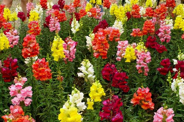 金魚草的栽培技術 金魚草的栽培技術