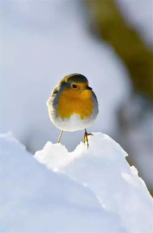 雪中的小鳥欣賞