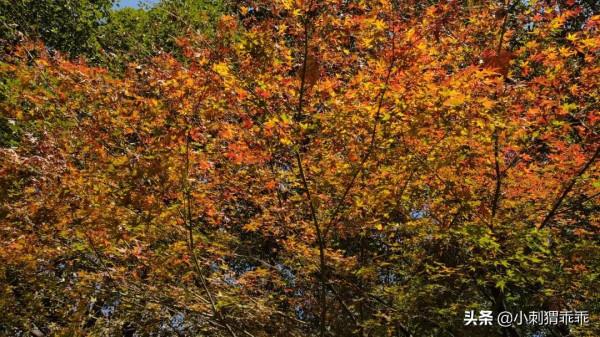 「水鄉之戀」虎頭呆子 「水鄉之戀」虎頭呆子