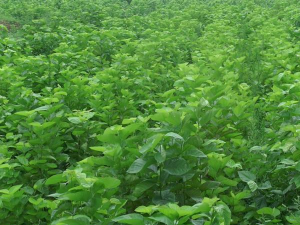 種桑即種糧，蛋白桑可媲美“牧草之王”，緩解“人畜爭糧”