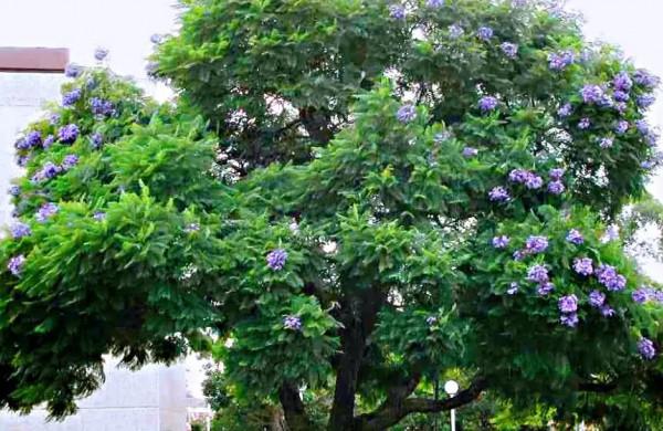 藍花楹～葉、花、果別具特色，具有很好的觀賞效果