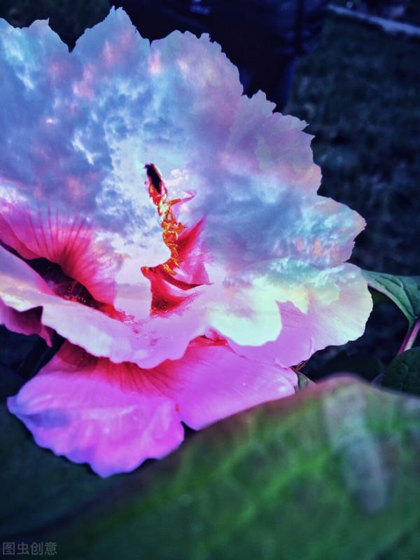 很獨特的花兒，不忍心獨享。你可能沒見過幾樣。有幾種你認識的？