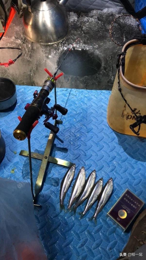 冬季北方釣友最喜歡的魚—池沼公魚作釣攻略!3分鐘學會,純乾貨 冬季北方釣友最喜歡的魚—池沼公魚作釣攻略!3分鐘學會,純乾貨