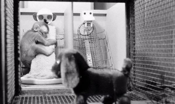 恆河猴實驗:以愛之名義,做殘忍虐心的實驗?使眾多幼兒重獲母愛 恆河猴實驗:以愛之名義,做殘忍虐心的實驗?使眾多幼兒重獲母愛