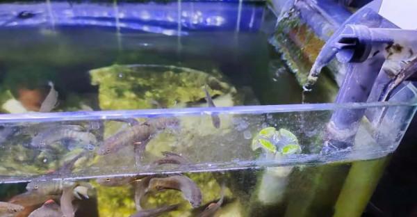 龜缸出現褐藻的幾個原因，它們可以由褐轉綠哦