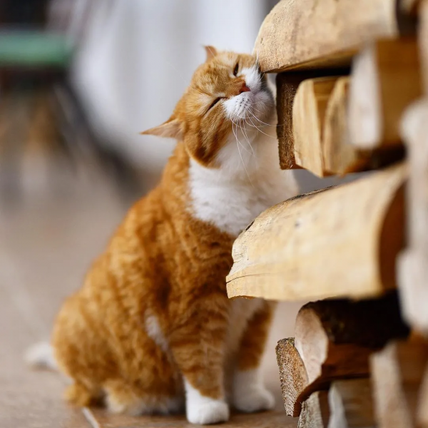俄羅斯的胖橘，從流浪到人生贏家~逆襲喵生開始
