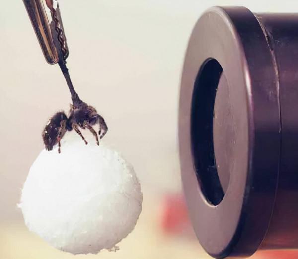 跳蛛非凡的感官捕捉到了我們無法感知的世界 跳蛛非凡的感官捕捉到了我們無法感知的世界