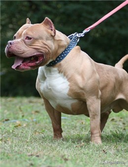 盤點世界上兇猛的十種狗，日本土佐犬上榜，藏獒排名第二