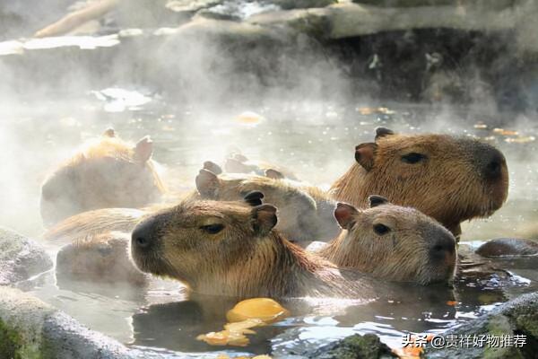 走紅網路的動物排行榜“國寶”上榜 海洋選手也參賽 走紅網路的動物排行榜“國寶”上榜 海洋選手也參賽