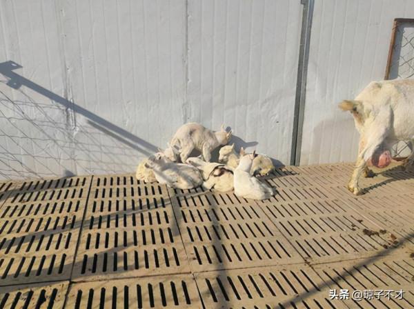 羊舍內部的地面鋪設，有一種材料比較流行，成本還小