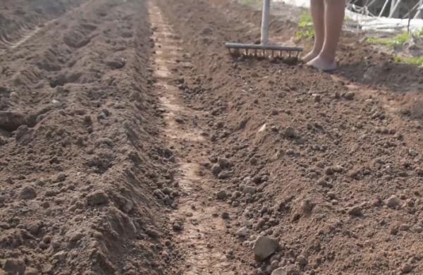 秋季種植蘿蔔問題多？農戶掌握3點，長勢好，不糠心