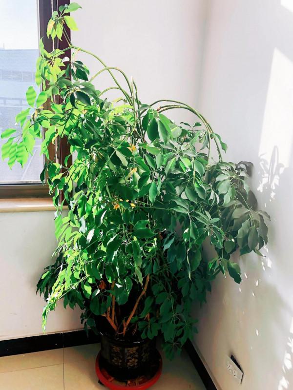 我家的花～剛剛換盆，還在緩秧期間。 圖片全部自拍