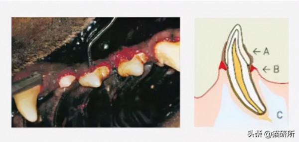 80%貓咪都有牙周炎？貓咪口臭就要警惕