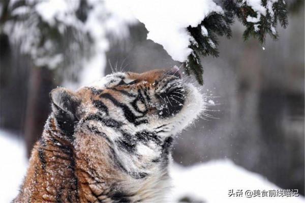 貓科動物似乎都喜歡欣賞雪景，老虎：剛剛發生了什麼事？