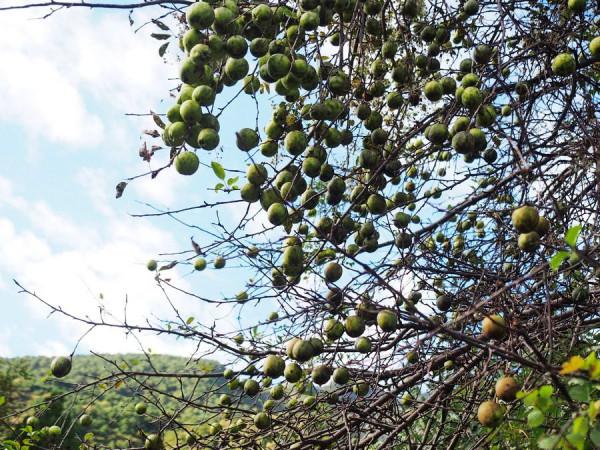 大渡河畔的川西世外桃源，被評為一生中必去古鎮，盛產美人
